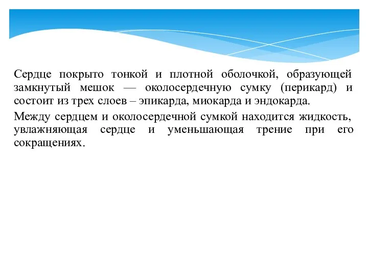 Сердце покрыто тонкой и плотной оболочкой, образующей замкнутый мешок — околосердечную