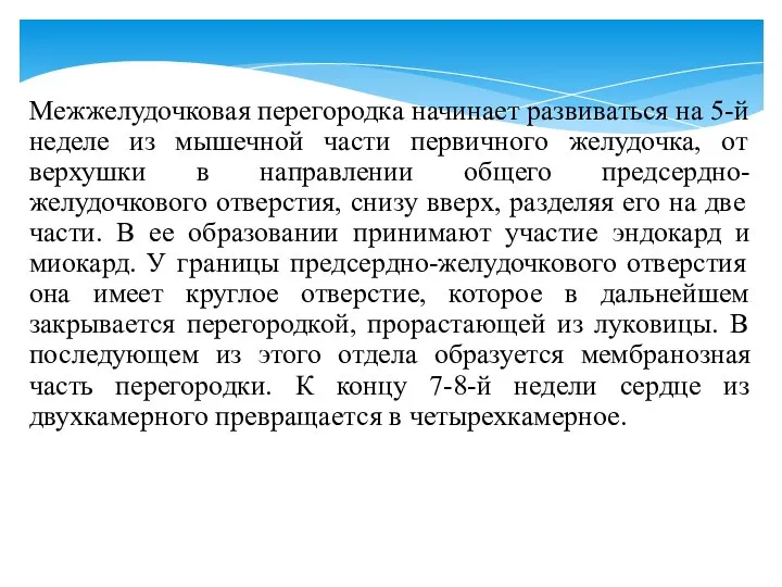 Межжелудочковая перегородка начинает развиваться на 5-й неделе из мышечной части первичного