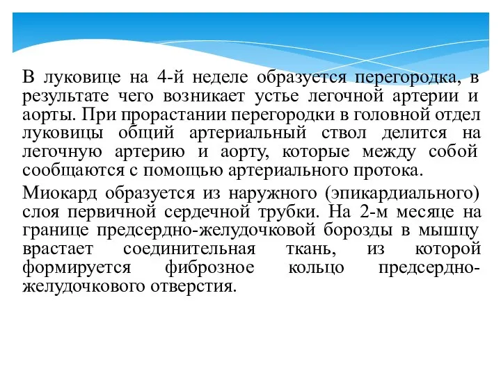 В луковице на 4-й неделе образуется перегородка, в результате чего возникает