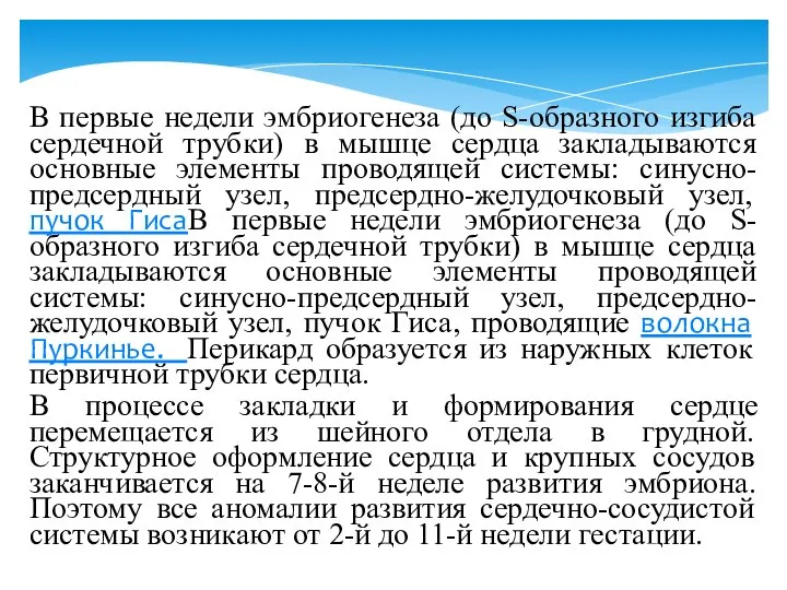 В первые недели эмбриогенеза (до S-образного изгиба сердечной трубки) в мышце