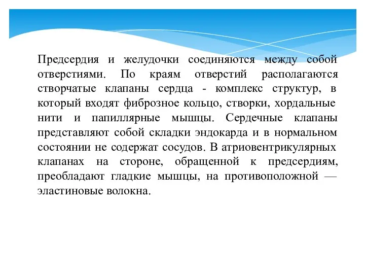 Предсердия и желудочки соединяются между собой отверстиями. По краям отверстий располагаются