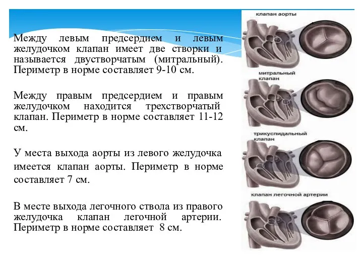 Между левым предсердием и левым желудочком клапан имеет две створки и