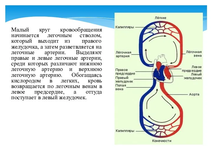 Малый круг кровообращения начинается легочным стволом, который выходит из правого желудочка,