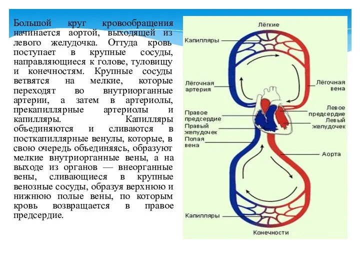 Большой круг кровообращения начинается аортой, выходящей из левого желудочка. Оттуда кровь