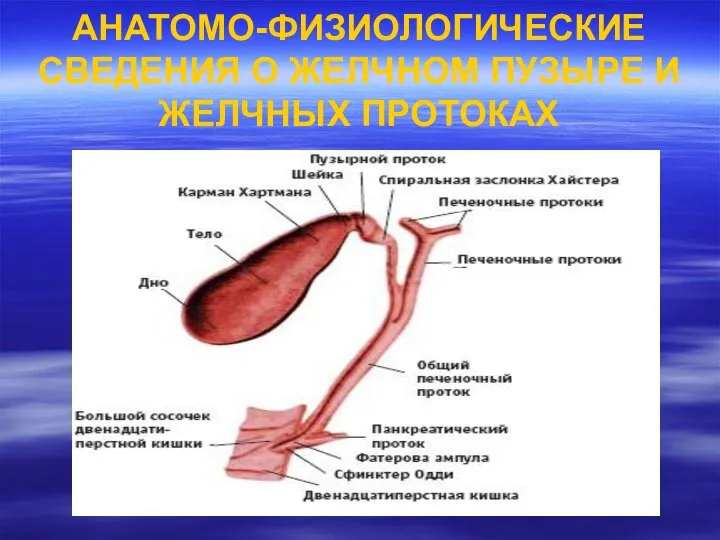 АНАТОМО-ФИЗИОЛОГИЧЕСКИЕ СВЕДЕНИЯ О ЖЕЛЧНОМ ПУЗЫРЕ И ЖЕЛЧНЫХ ПРОТОКАХ