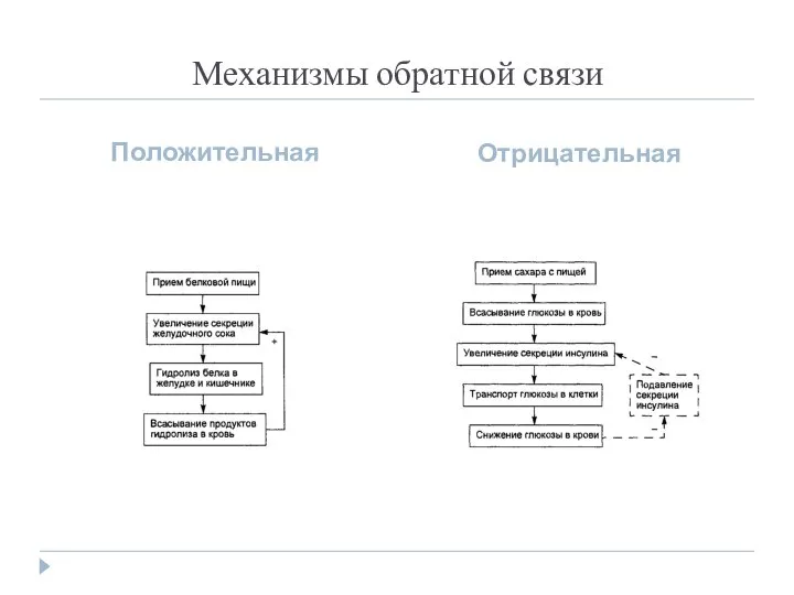 Механизмы обратной связи Положительная Отрицательная