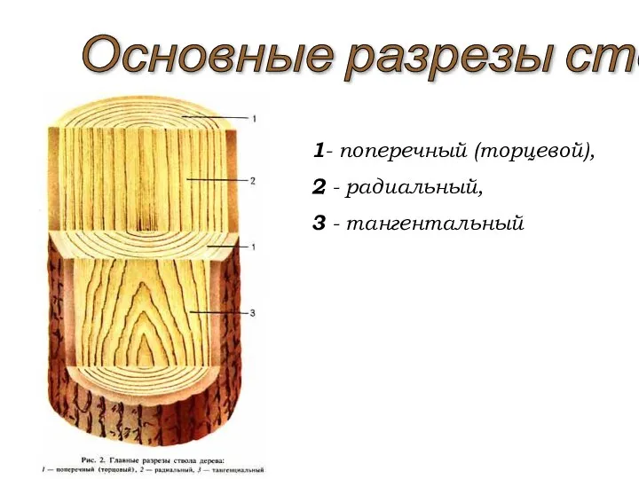 Основные разрезы ствола 1- поперечный (торцевой), 2 - радиальный, 3 - тангентальный