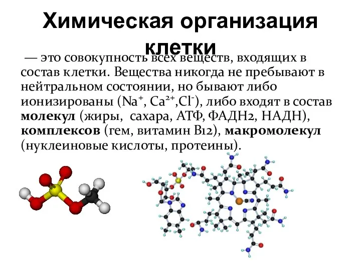 Химическая организация клетки — это совокупность всех веществ, входящих в состав