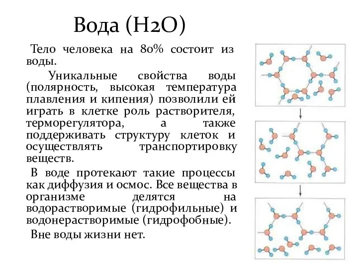 Вода (Н2О) Тело человека на 80% состоит из воды. Уникальные свойства