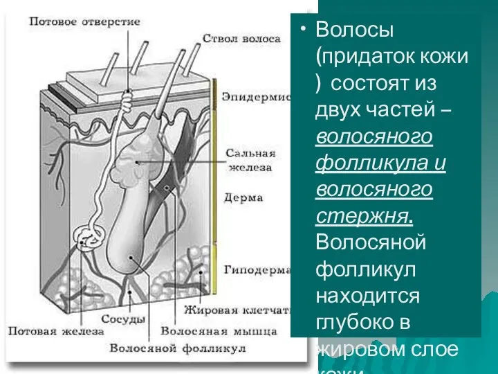 Волосы (придаток кожи ) состоят из двух частей – волосяного фолликула