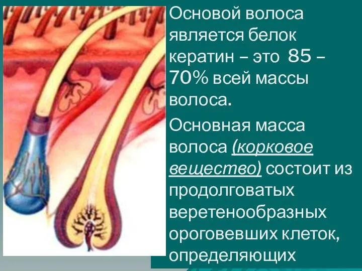 Основой волоса является белок кератин – это 85 – 70% всей