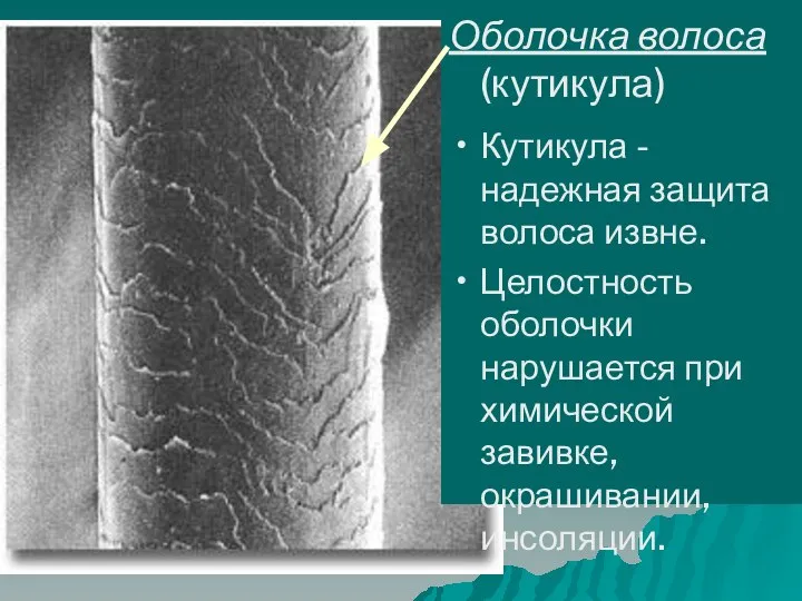 Оболочка волоса (кутикула) Кутикула - надежная защита волоса извне. Целостность оболочки