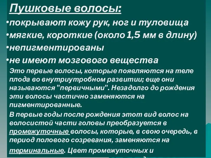 Пушковые волосы: покрывают кожу рук, ног и туловища мягкие, короткие (около