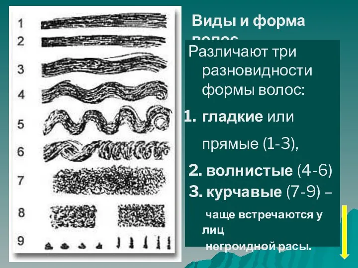 Виды и форма волос Различают три разновидности формы волос: гладкие или