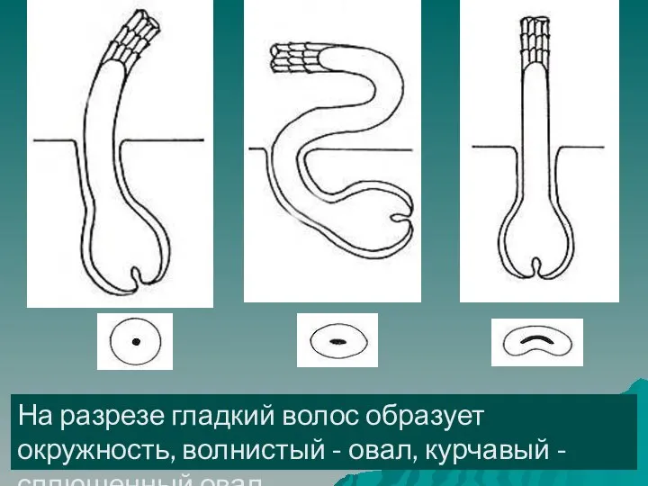 На разрезе гладкий волос образует окружность, волнистый - овал, курчавый - сплющенный овал.