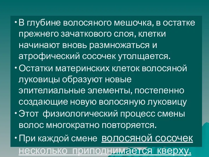 В глубине волосяного мешочка, в остатке прежнего зачаткового слоя, клетки начинают