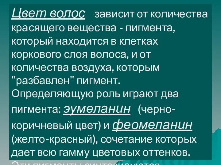 Цвет волос зависит от количества красящего вещества - пигмента, который находится