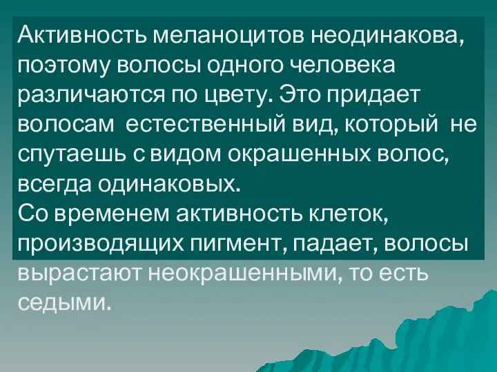 Активность меланоцитов неодинакова, поэтому волосы одного человека различаются по цвету. Это