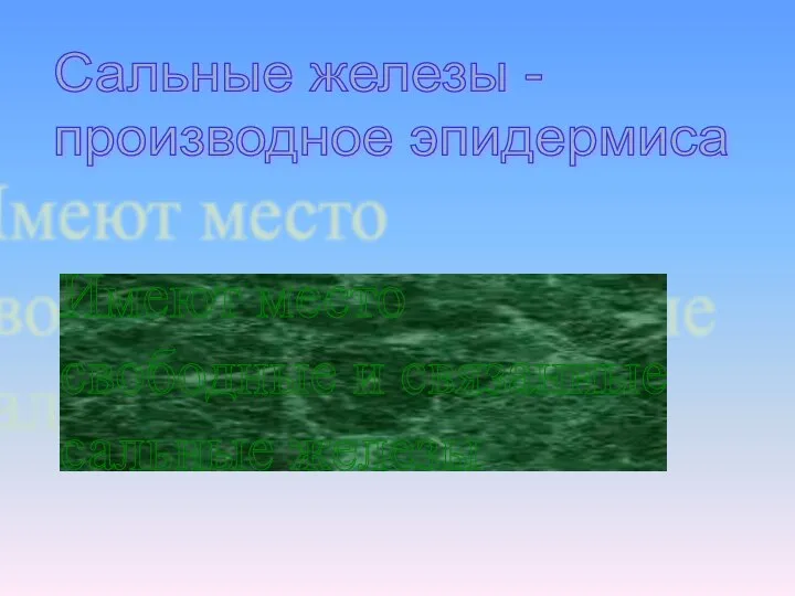 Сальные железы - производное эпидермиса Имеют место свободные и связанные сальные железы