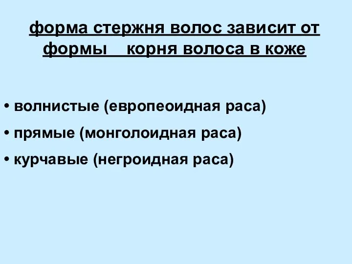 форма стержня волос зависит от формы корня волоса в коже волнистые