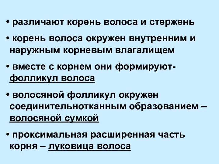 различают корень волоса и стержень корень волоса окружен внутренним и наружным