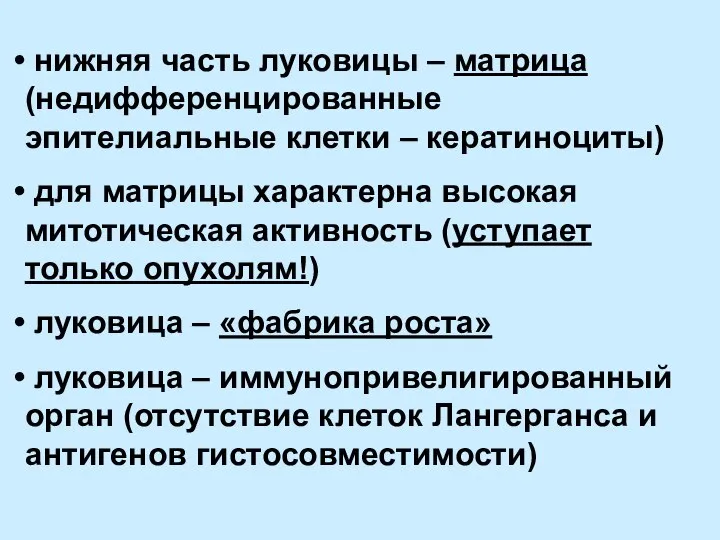 нижняя часть луковицы – матрица (недифференцированные эпителиальные клетки – кератиноциты) для