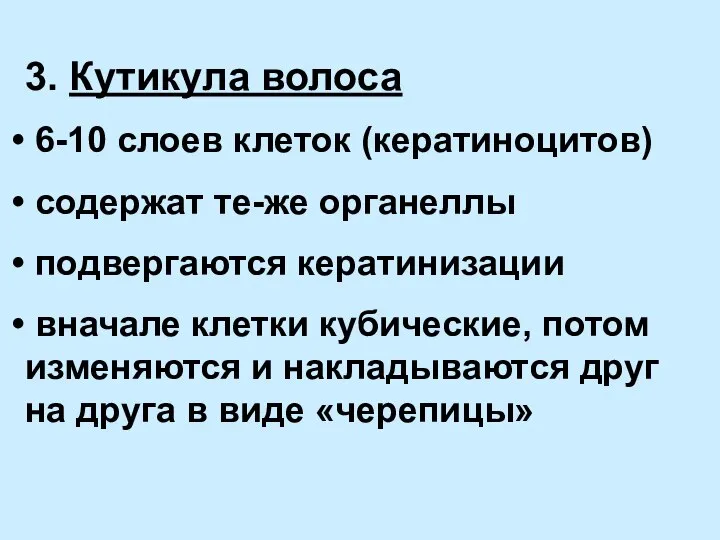 3. Кутикула волоса 6-10 слоев клеток (кератиноцитов) содержат те-же органеллы подвергаются