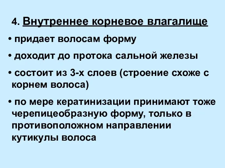 4. Внутреннее корневое влагалище придает волосам форму доходит до протока сальной