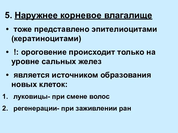 5. Наружнее корневое влагалище тоже представлено эпителиоцитами (кератиноцитами) !: ороговение происходит