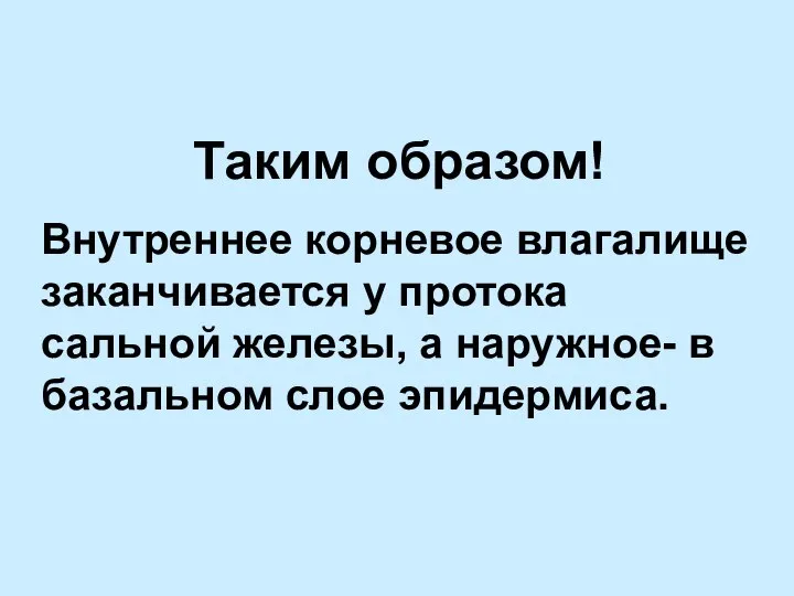 Таким образом! Внутреннее корневое влагалище заканчивается у протока сальной железы, а наружное- в базальном слое эпидермиса.