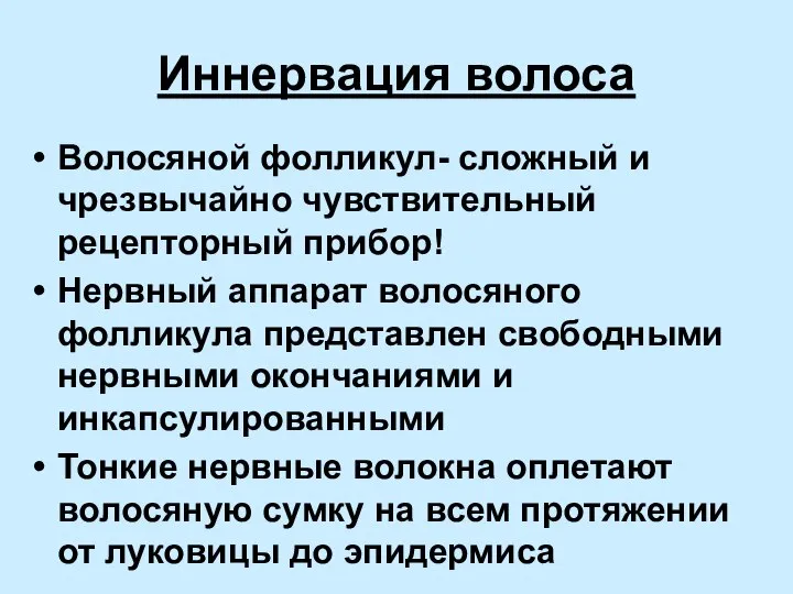 Иннервация волоса Волосяной фолликул- сложный и чрезвычайно чувствительный рецепторный прибор! Нервный