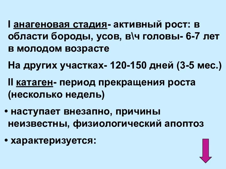 І анагеновая стадия- активный рост: в области бороды, усов, в\ч головы-