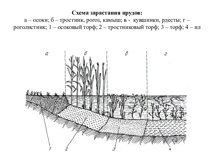 Схема зарастания прудов: а – осоки; б – тростник, рогоз, камыш;