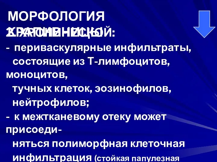 2. ХРОНИЧЕСКОЙ: - периваскулярные инфильтраты, состоящие из Т-лимфоцитов, моноцитов, тучных клеток,