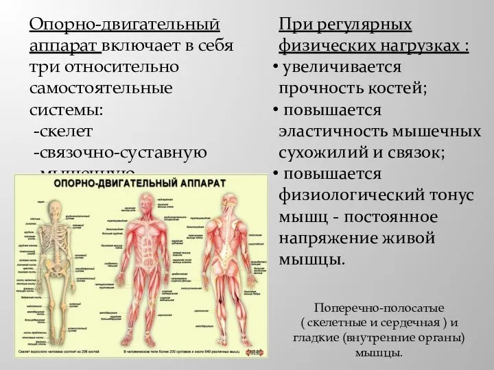 Опорно-двигательный аппарат включает в себя три относительно самостоятельные системы: -скелет -связочно-суставную