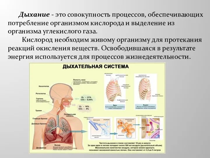 Дыхание - это совокупность процессов, обеспечивающих потребление организмом кислорода и выделение