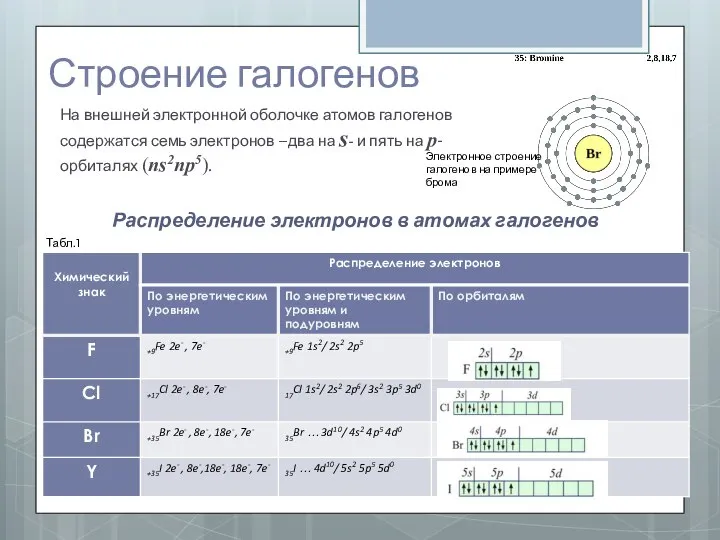 Строение галогенов На внешней электронной оболочке атомов галогенов содержатся семь электронов