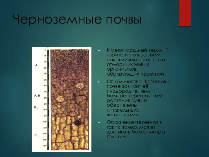 Черноземные почвы Имеют мощный верхний горизонт почвы, в нём накапливаются остатки