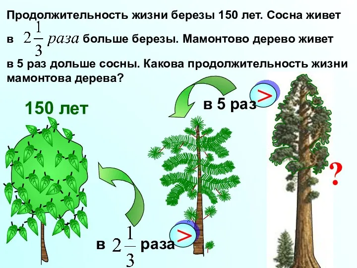 Продолжительность жизни березы 150 лет. Сосна живет в больше березы. Мамонтово