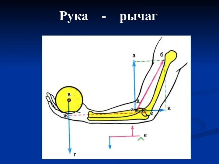 Рука - рычаг