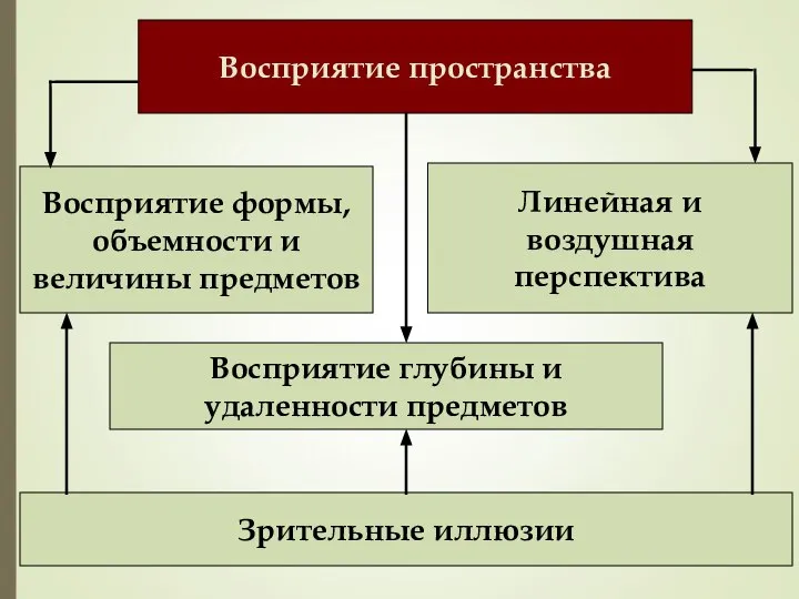 Восприятие пространства Восприятие формы, объемности и величины предметов Восприятие глубины и