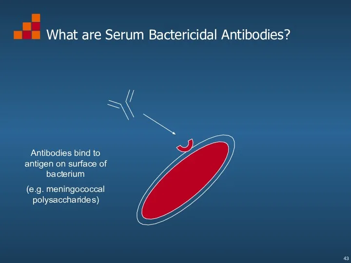 What are Serum Bactericidal Antibodies? Antibodies bind to antigen on surface of bacterium (e.g. meningococcal polysaccharides)