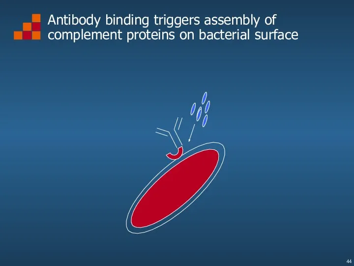 Antibody binding triggers assembly of complement proteins on bacterial surface