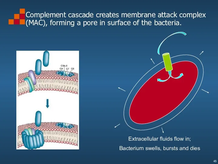 Complement cascade creates membrane attack complex (MAC), forming a pore in