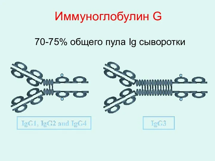 Иммуноглобулин G 70-75% общего пула Ig сыворотки