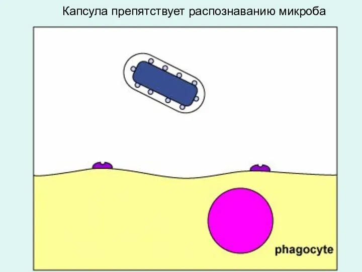 Капсула препятствует распознаванию микроба