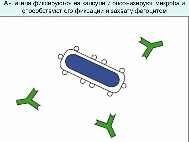 Антитела фиксируются на капсуле и опсонизируют микроба и способствуют его фиксации и захвату фагоцитом