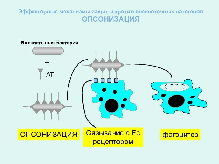 Эффекторные механизмы защиты против внеклеточных патогенов ОПСОНИЗАЦИЯ ОПСОНИЗАЦИЯ