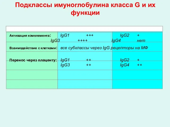 Подклассы имуноглобулина класса G и их функции Тяжелые цепи: γ 1