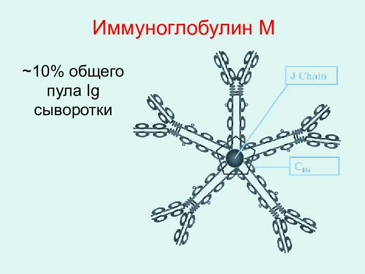 Иммуноглобулин M ~10% общего пула Ig сыворотки